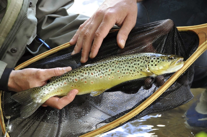 Pêche dans les Pyrénées Atlantiques