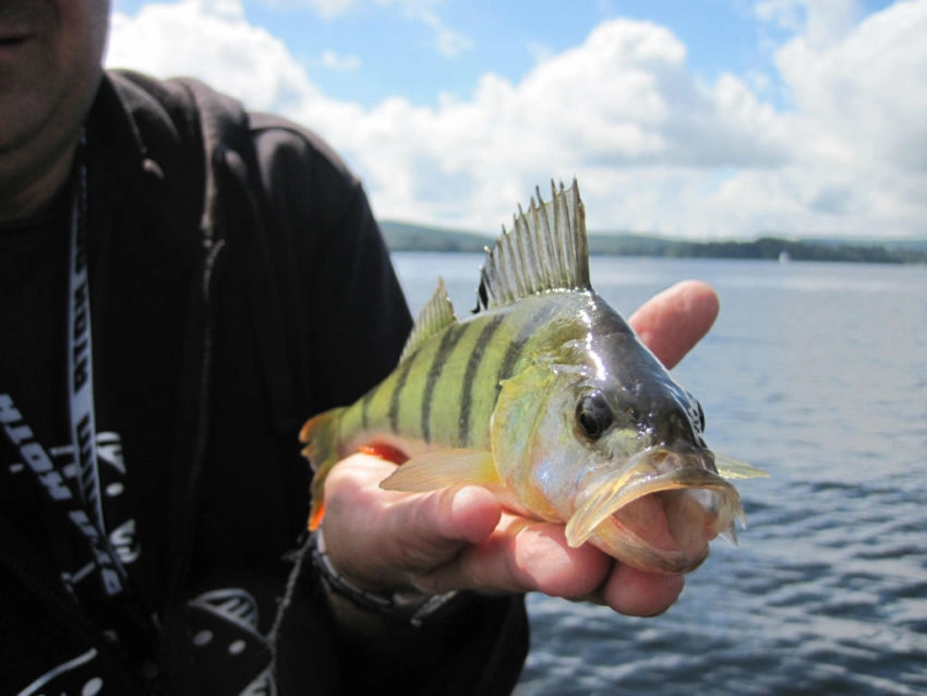 Pêche de la perche en été