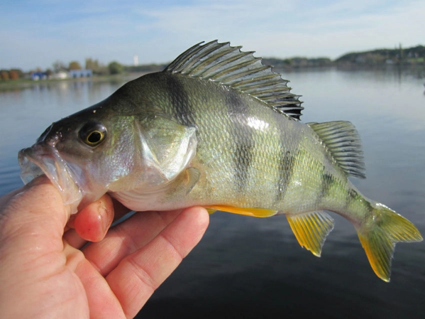 Pêche de la perche en été