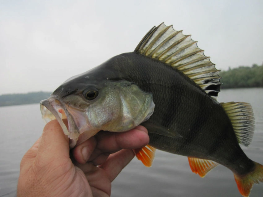 Pêche de la perche en été