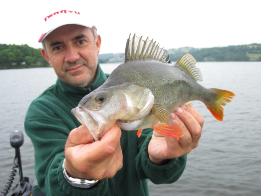 Pêche de la perche en été