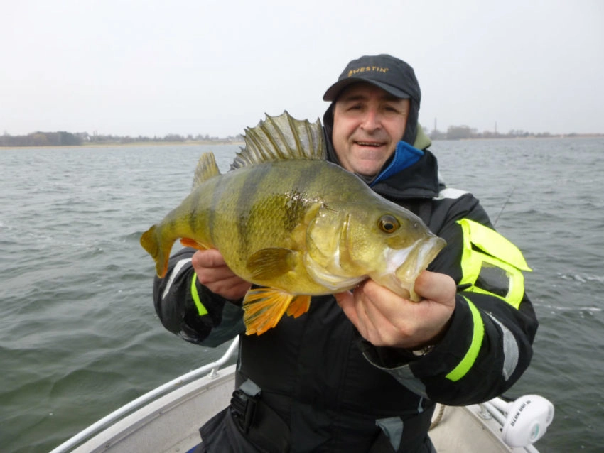 Pêche de la perche en été