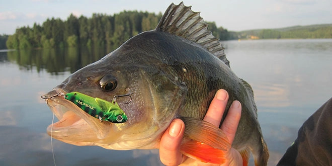 Pêche de la perche en été