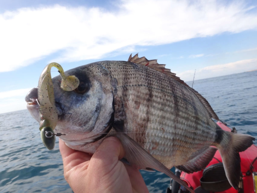 Pêche du sar au leurre souple