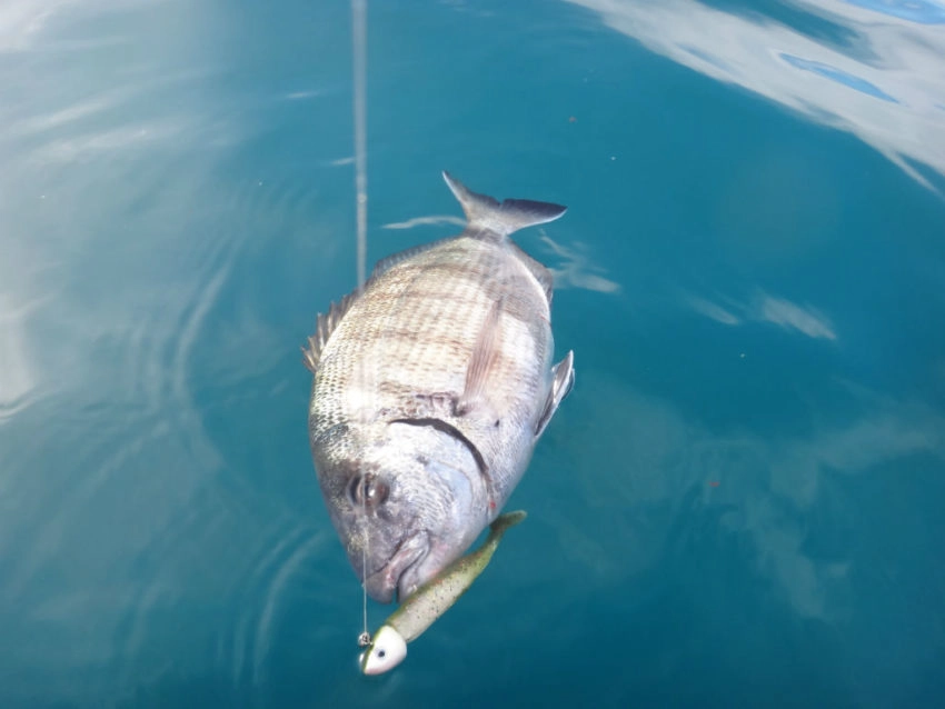 Pêche du sar au leurre souple