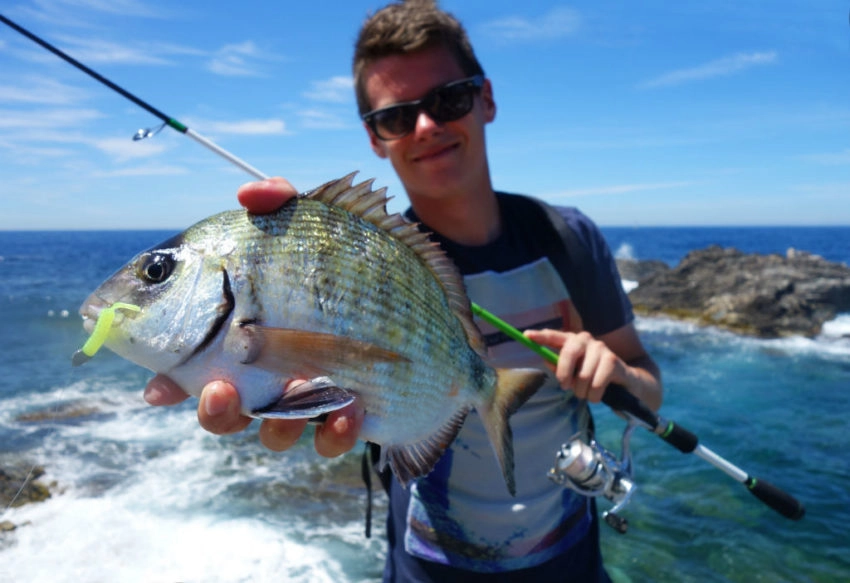 Pêche du sar au leurre souple