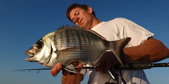 Pêche du sar au leurre souple