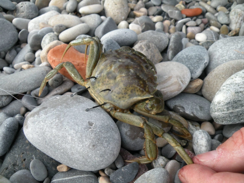 Gros poissons en surfcasting