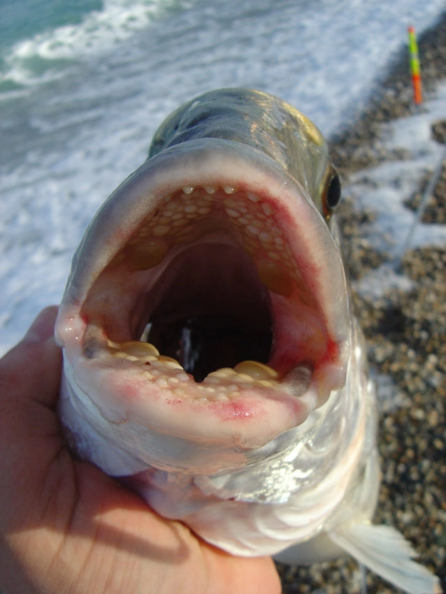 Gros poissons en surfcasting