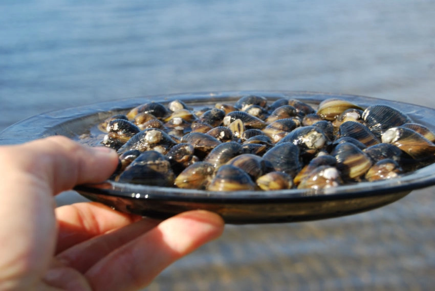 Impact de la nourriture naturelle sur la pêche à la carpe