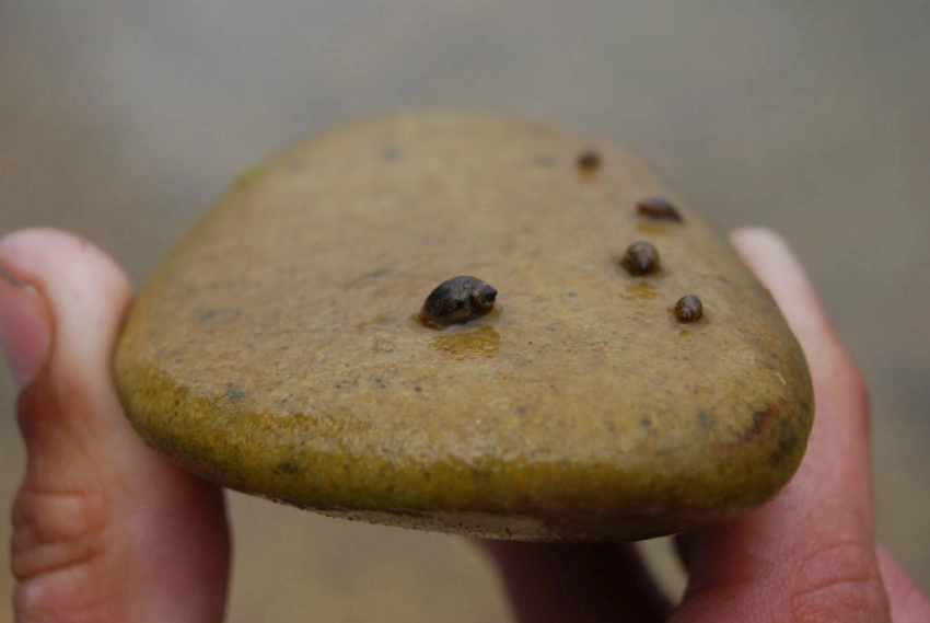 Impact de la nourriture naturelle sur la pêche à la carpe