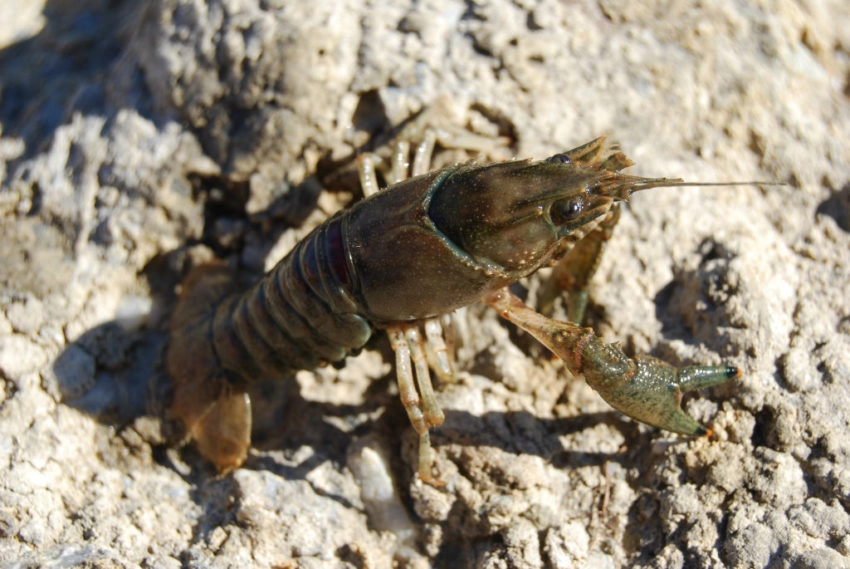 Impact de la nourriture naturelle sur la pêche à la carpe