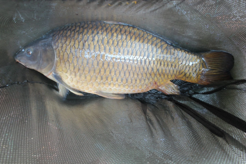 Impact de la nourriture naturelle sur la pêche à la carpe