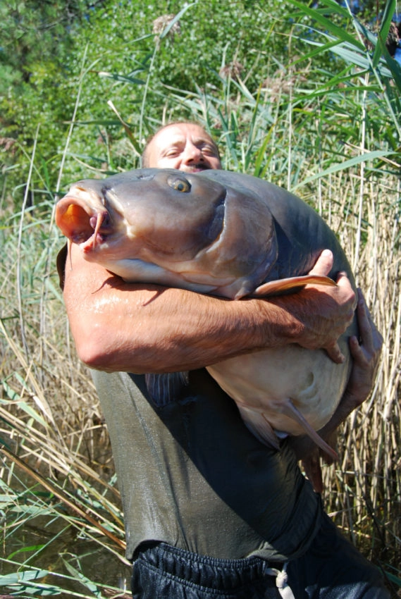 Impact de la nourriture naturelle sur la pêche à la carpe