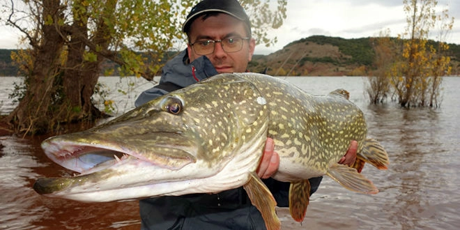 Où pêcher le brochet au leurre souple type big bait