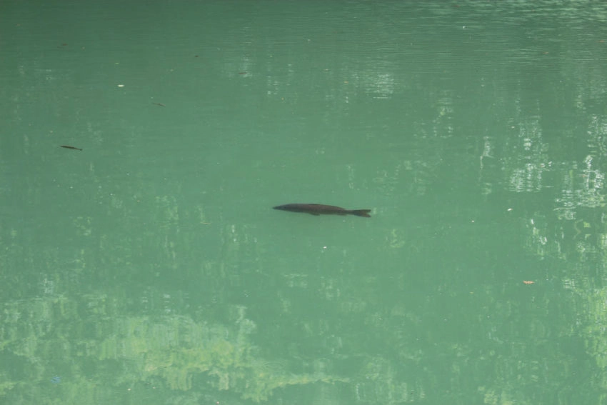 Pêche à la carpe dans les petites rivières