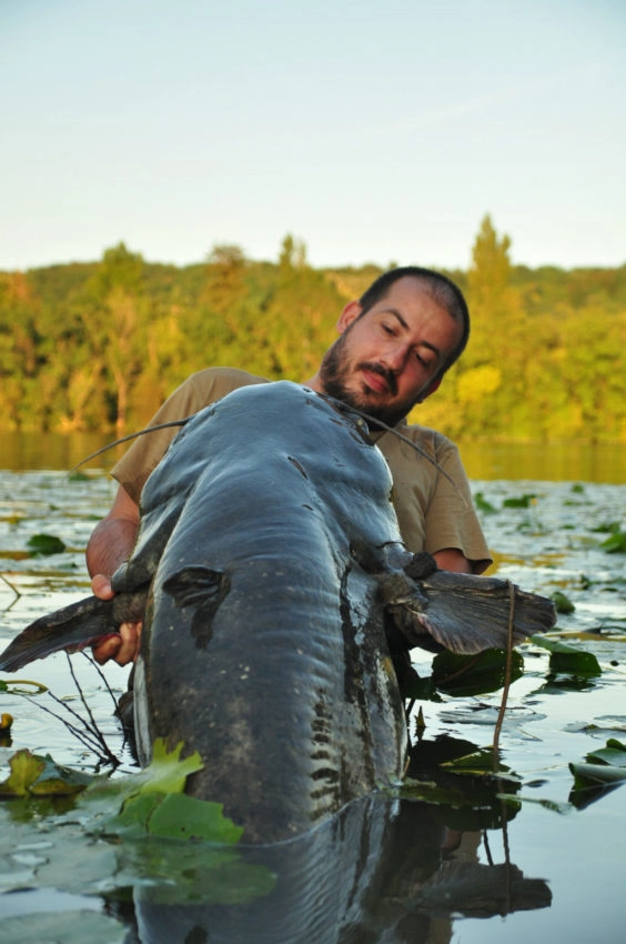 Pêche au silure au pellet