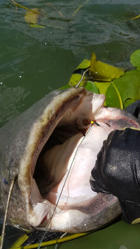 Pêche au silure au pellet