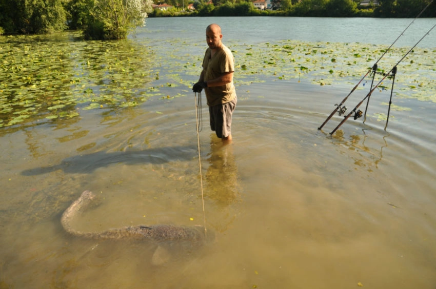 Pêche au silure au pellet