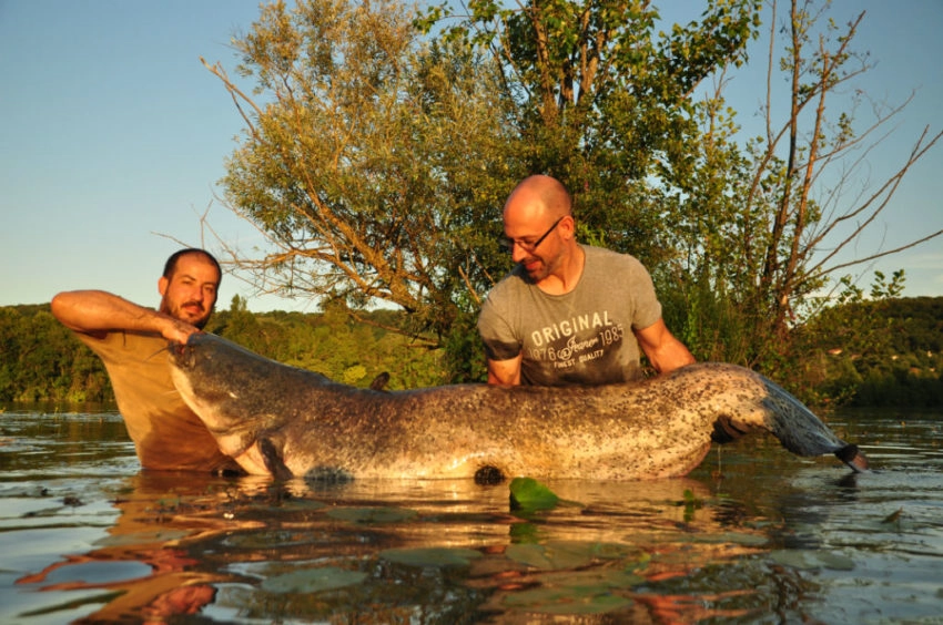 Pêche au silure au pellet