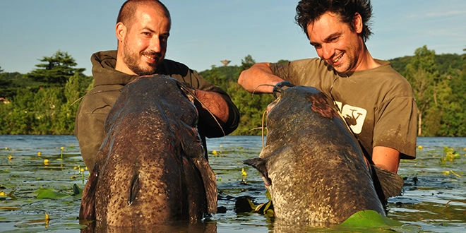 Pêche au silure au pellet