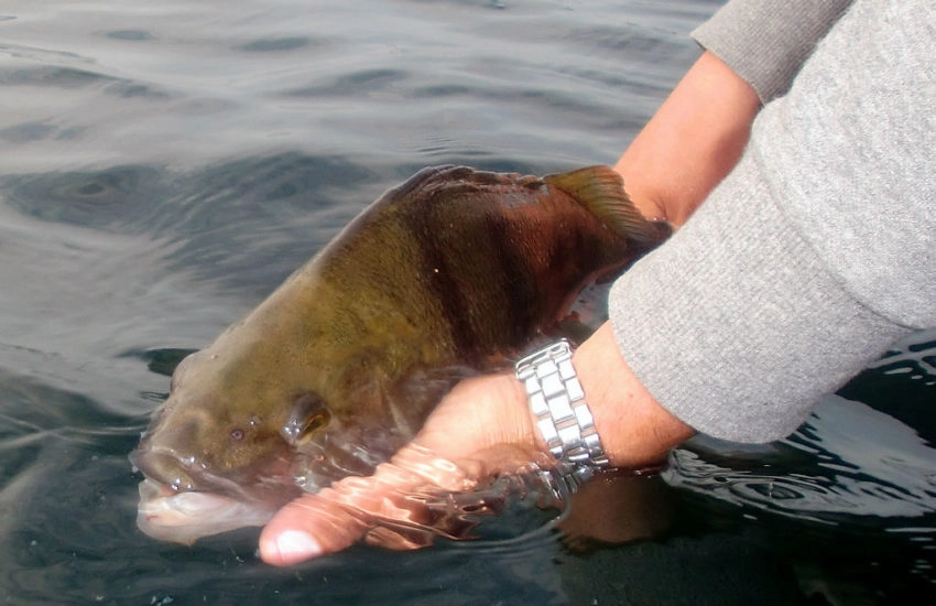 Pêcher la perche en automne