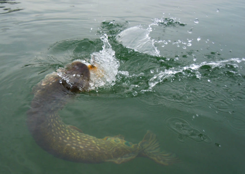 Eviter les accrochages en pêchant le carnassier au leurre