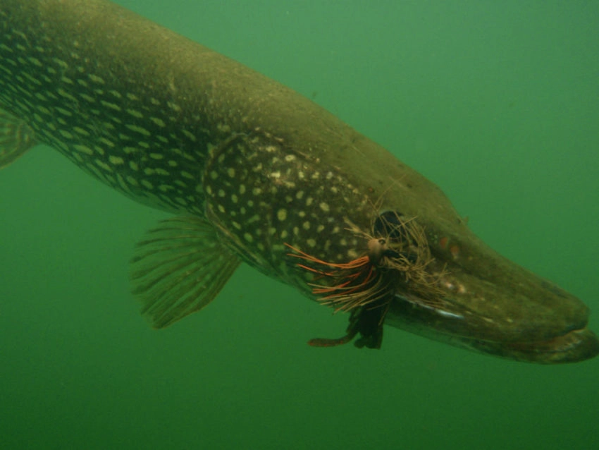 Eviter les accrochages en pêchant le carnassier au leurre