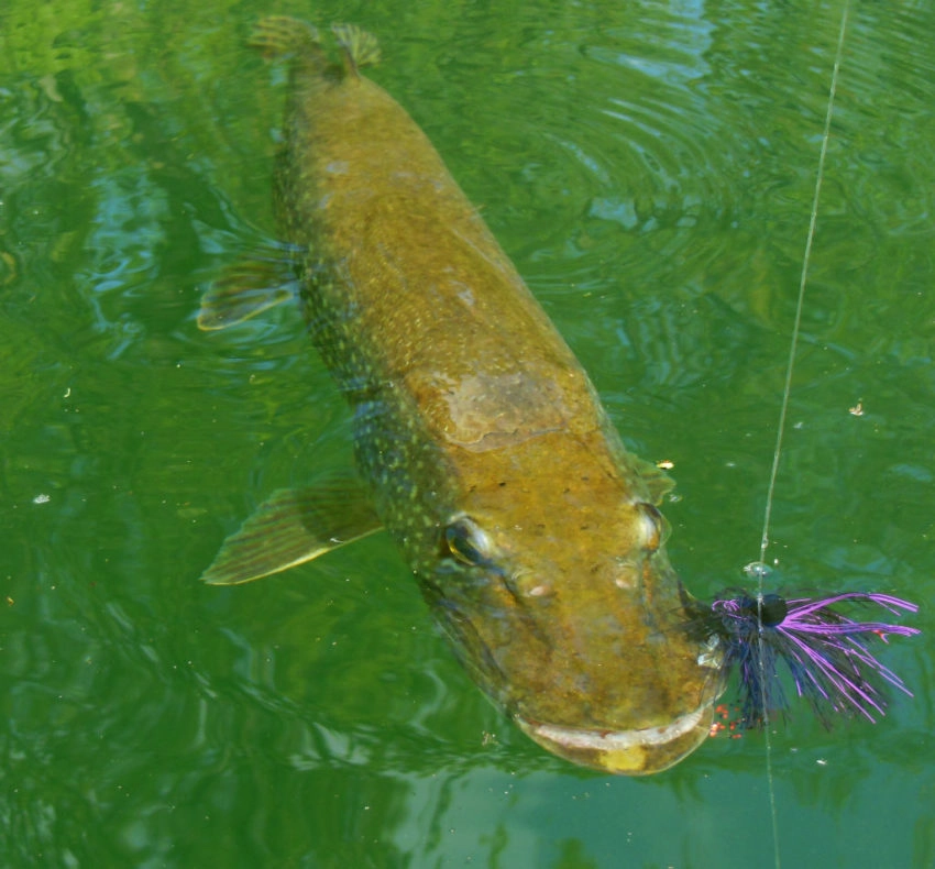 Eviter les accrochages en pêchant le carnassier au leurre