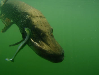 Eviter les accrochages en pêchant le carnassier au leurre