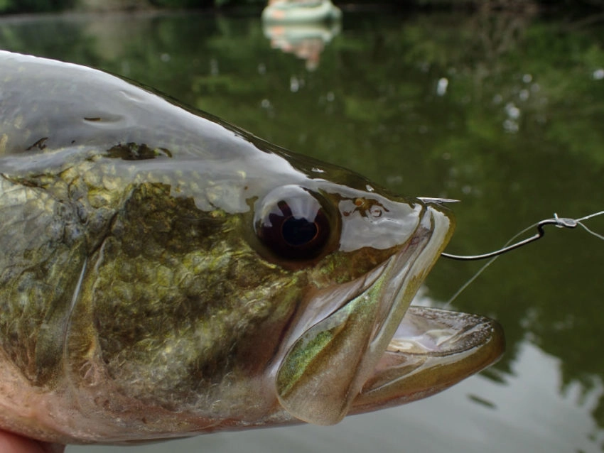 Eviter les accrochages en pêchant le carnassier au leurre