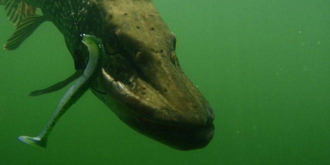 Eviter les accrochages en pêchant le carnassier au leurre