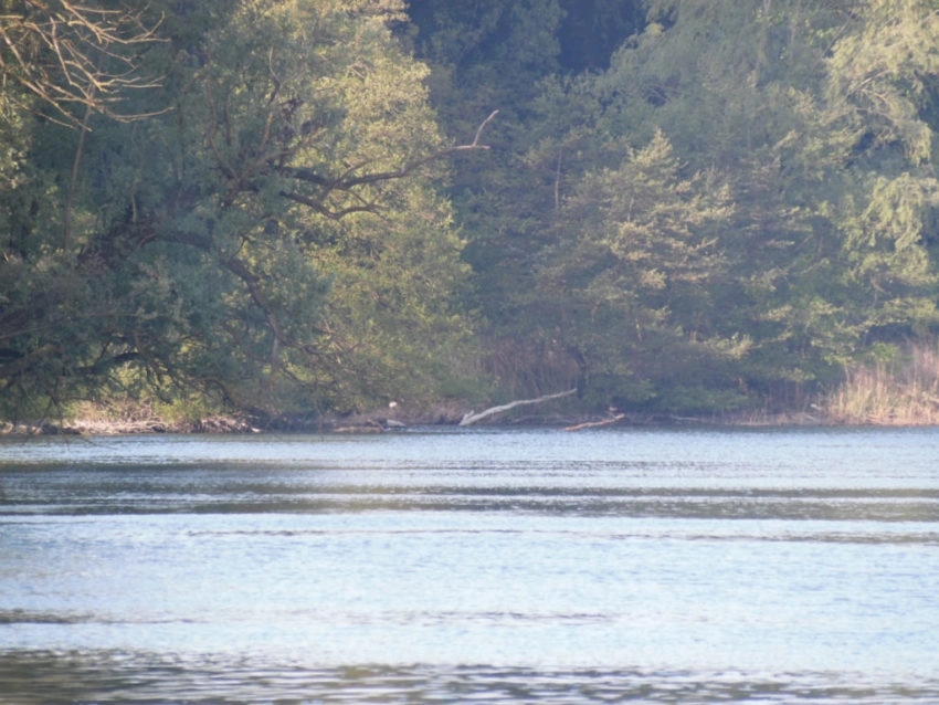 Pêche à la carpe à contre-courant