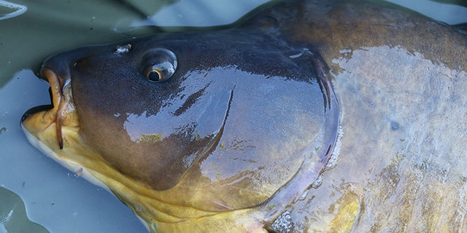 Pêche à la carpe à contre-courant