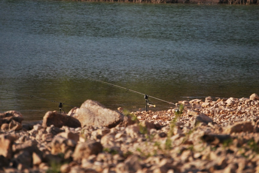 Pression de pêche à la carpe