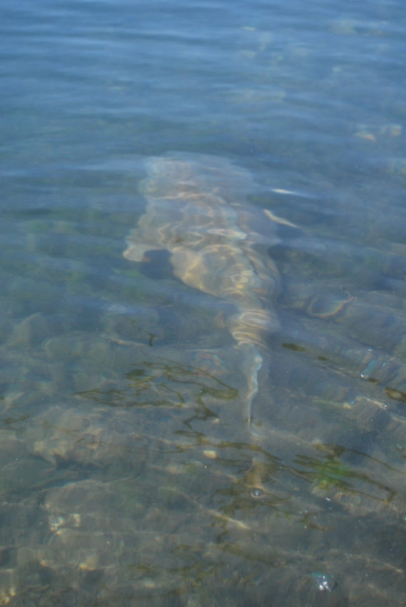 Pression de pêche à la carpe