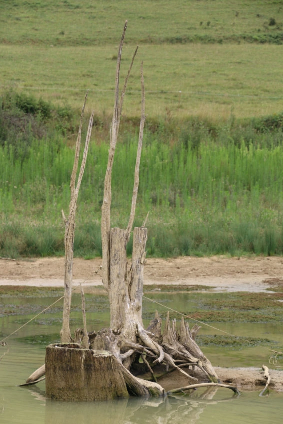 Pression de pêche à la carpe