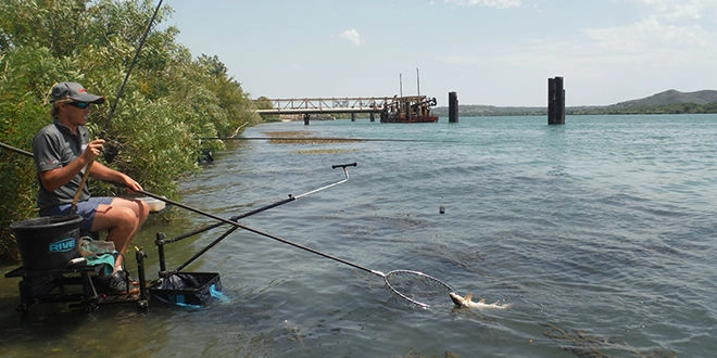 Pêche au feeder à la graine