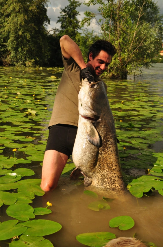 Pêche du silure au pellet