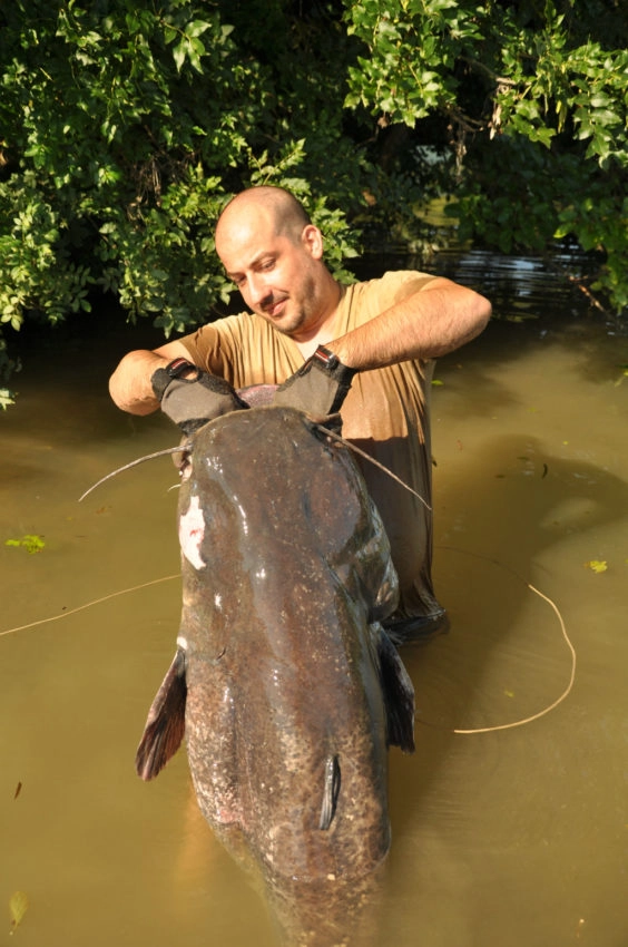 Pêche du silure au pellet