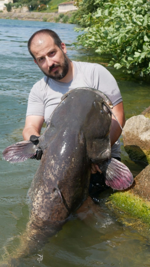 Pêche du silure au pellet