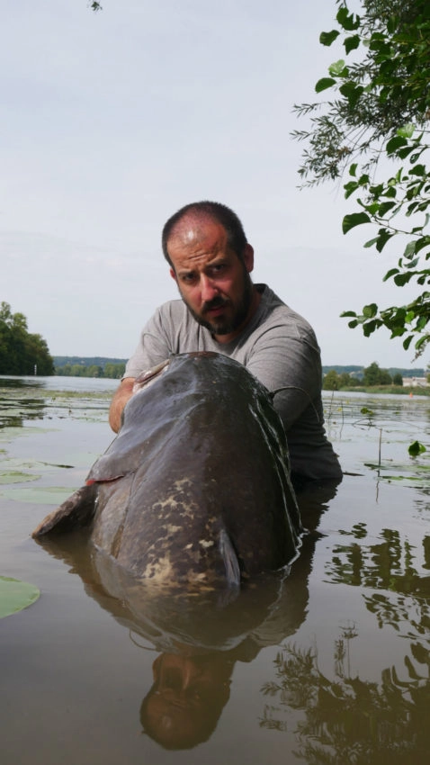 Pêche du silure au pellet