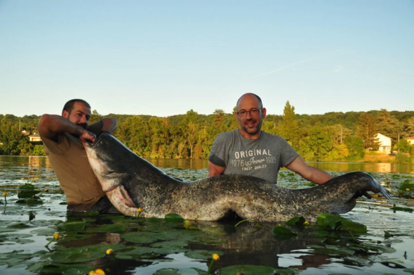 Pêche du silure au pellet