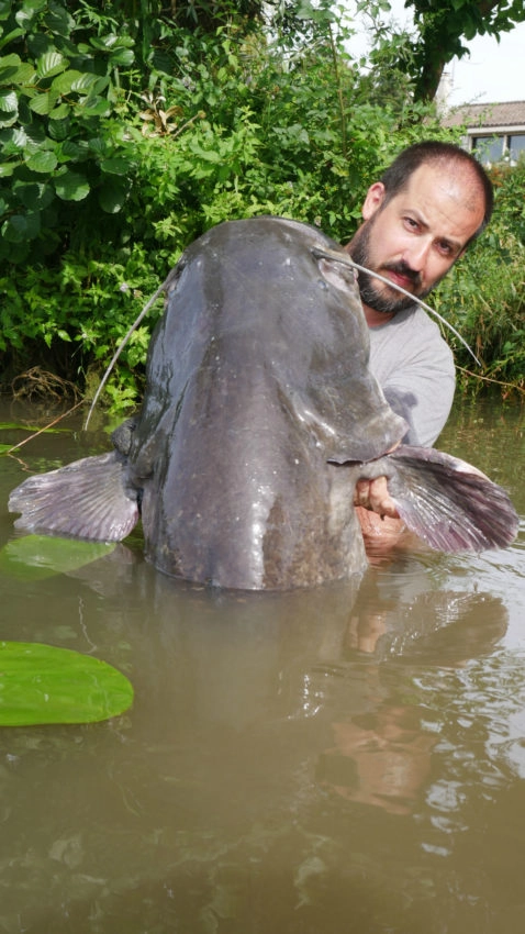 Pêche du silure au pellet