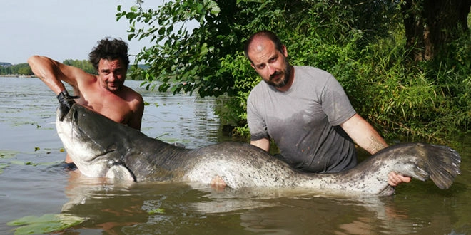 Pêche du silure au pellet