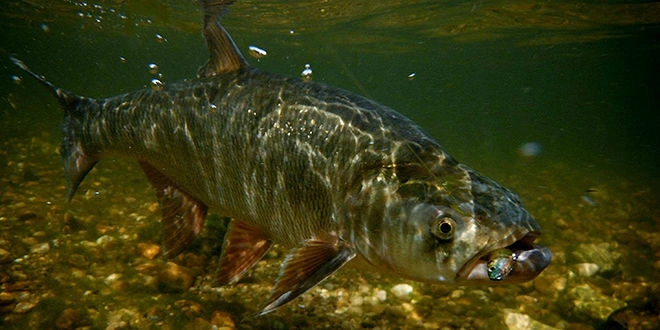 Aspe, poisson prédateur qui se pêche au leurre