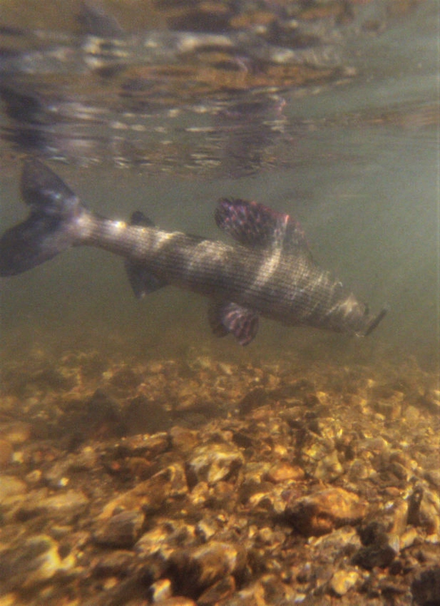 Pêche de l'ombre commun au leurre