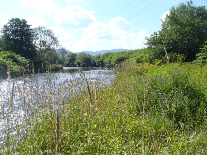 Pêche de l'ombre commun au leurre