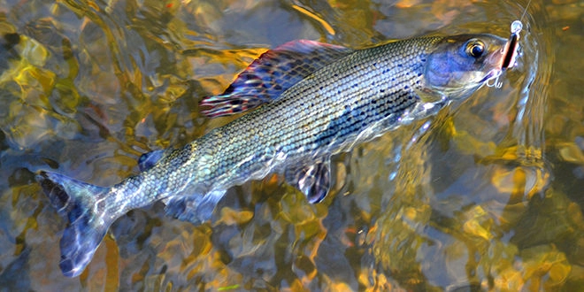 Pêche de l'ombre commun au leurre