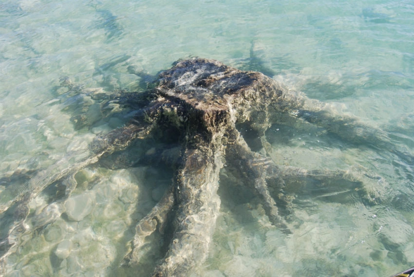 Marqueur pour la pêche à la carpe